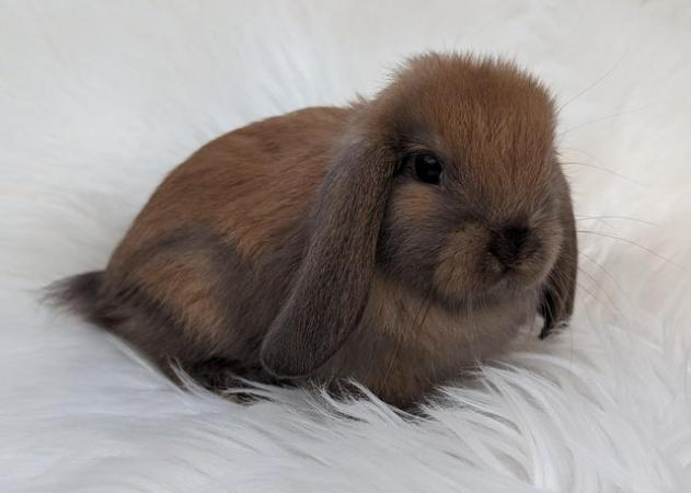 Image 1 of Gorgeous mini lop baby ready now