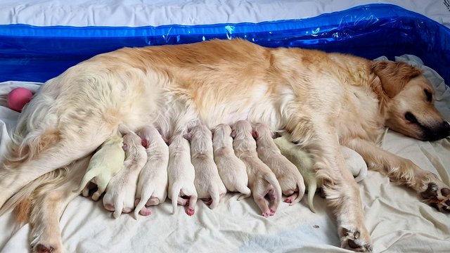 Image 17 of KC registered Golden Retriever puppies