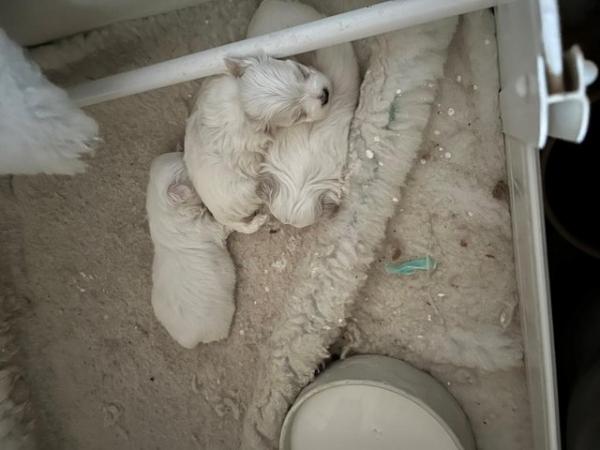 Image 5 of 3 Beautiful Maltese Puppies for sale