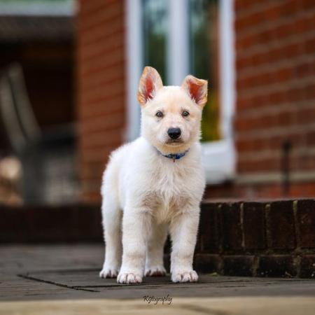 Image 2 of White GSD Puppies for sale