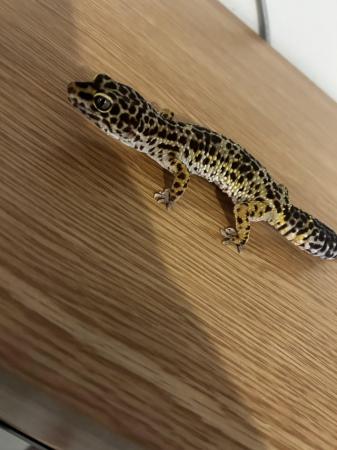 Image 3 of Leopard gecko female approx 8 yrs old.