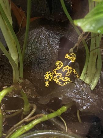 Image 5 of Dart frogs (blue azureus) and other frogs