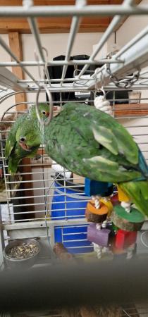 Image 12 of Handreared Tame Amazon parrots. **Super Rare**