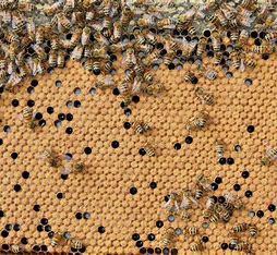 Image 2 of 6 Frame National Nuc of Bees For Spring 2024