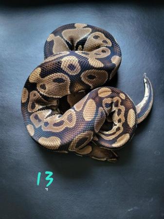 Image 5 of Royal Pythons for sale - Various