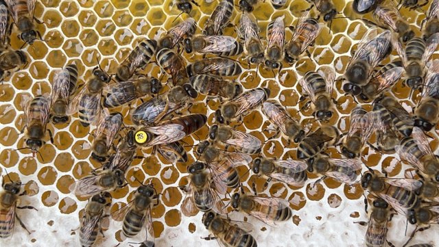 Image 14 of Overwintered Bee Nucs on five frames