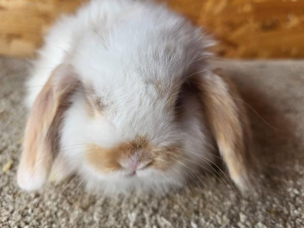 Image 10 of Reserved Baby Mini Lop Buck For Reserving (2)