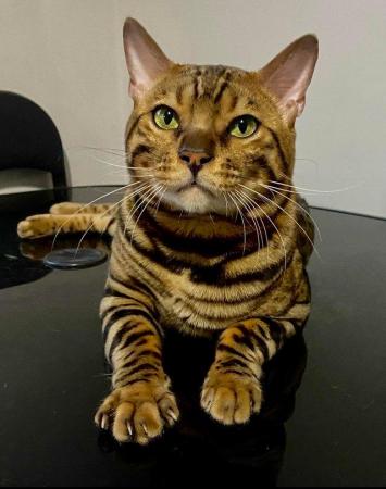 Image 6 of My last beautiful baby boy Bengal available