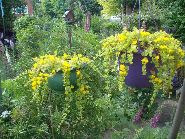 Preview of the first image of Large Hanging Baskets Of Virginia Creeper (yellow flower).