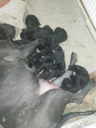 Image 10 of 7 week old Cane corso puppies