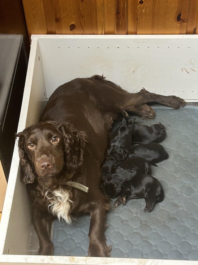 Preview of the first image of Black and Tan Cocker spaniel puppies 4 left.