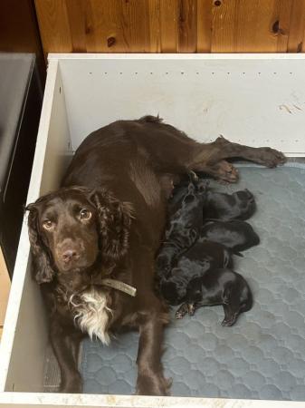 Image 1 of Black and Tan Cocker spaniel puppies 4 left