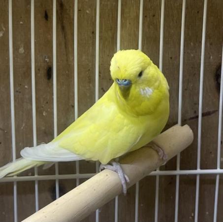 Image 2 of Adult yellow Budgie for sale