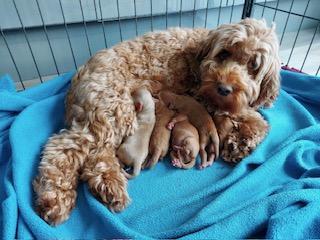 Image 5 of Miniature fox red Cockapoo boy - 11 weeks, needs a 5* home