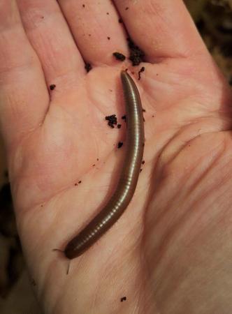 Image 2 of Giant Seychelles millipedes