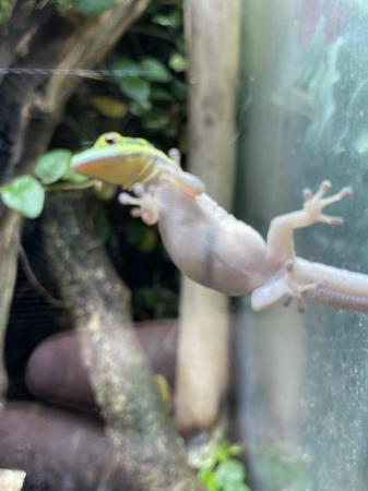 Image 5 of Phelsuma klemmeri neon day gecko proven female