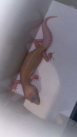 Image 7 of £30 last male** leopard geckos different ages REDUCED**
