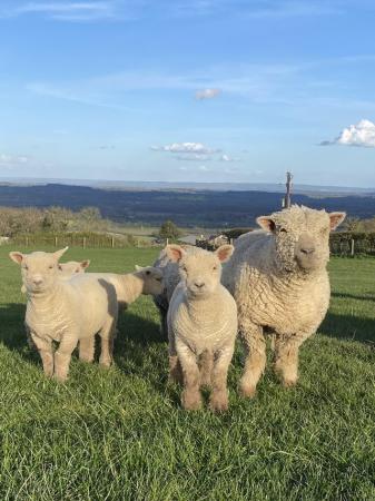 Image 3 of Southdown ewe and lambs for sale