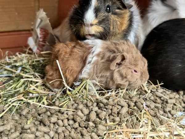 Image 4 of Guinea pigs ready for loving homes!