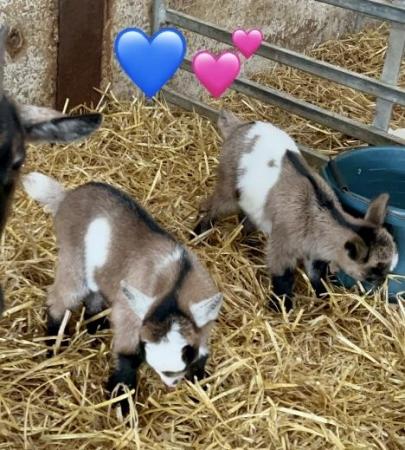 Image 2 of Pure Pygmy Goat kids Available