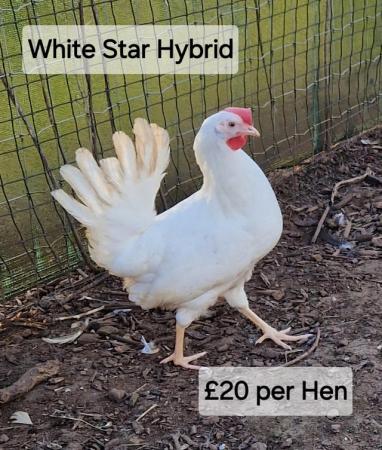 Image 12 of POL Hybrid Hens & Pure Breed Bantams for sale