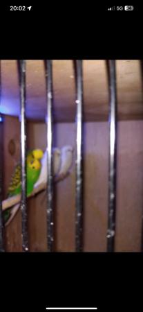 Image 2 of Budgies, finch, canary. For sale message me no time wasters
