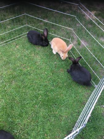 Image 7 of Pure Breed Baby Continental Giant Rabbits