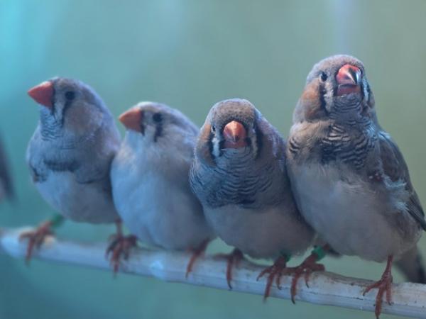 Image 3 of Young Zebra finches for sale