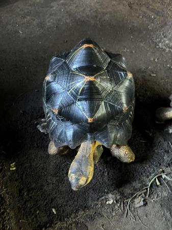 Image 1 of Radiated tortoise 5 years old