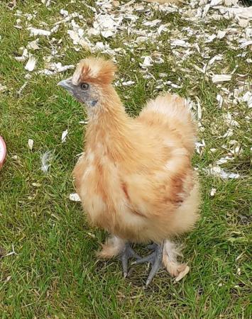 Image 2 of Silkie Cockerel FREE to very good home