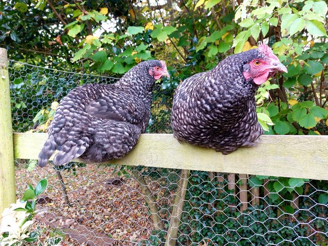 Preview of the first image of Hens for sale, various breeds.
