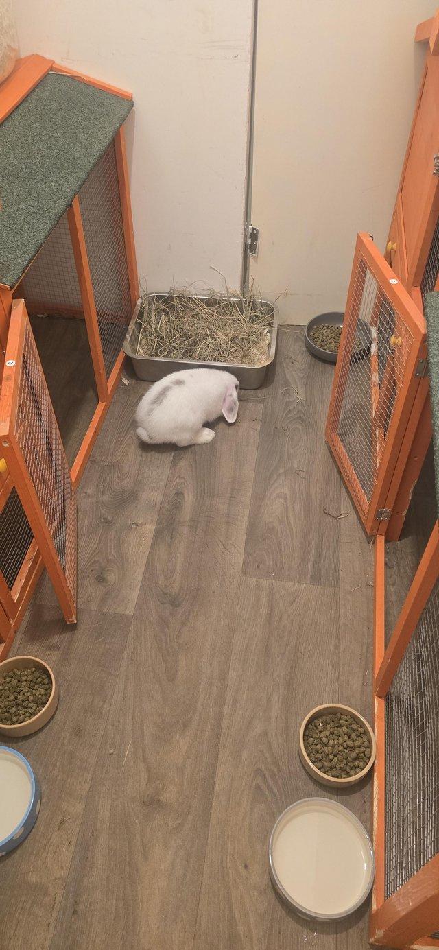 1 boy rabbit left seen with mum and dad — photo 4 of 4