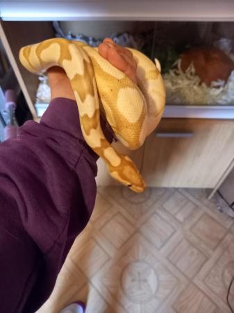 Image 4 of Banana royal python for sale
