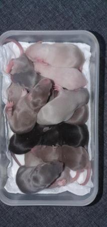 Image 6 of Tame Young/baby rats for sale (guaranteed tame)