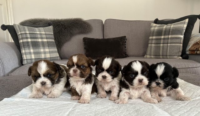 Preview of the first image of K.C Registered Imperial Shih-Tzu.