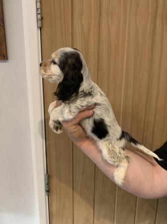 Image 9 of Gorgeous show type cocker spaniels