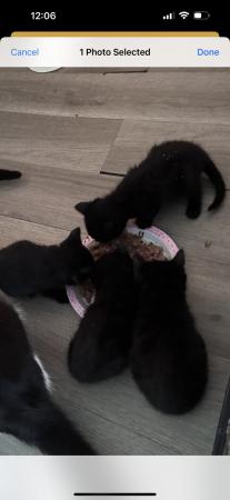 Image 3 of 11 week old all black long furred kittens
