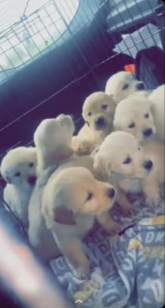 Image 4 of *Ready now* Golden retriever puppies *