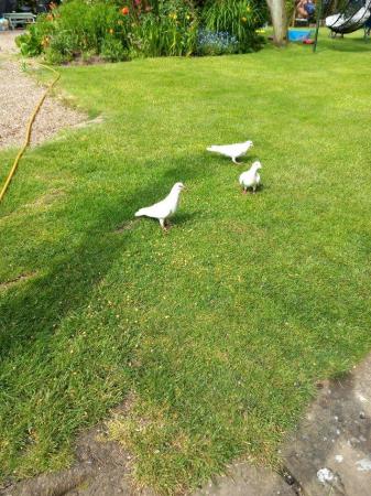 Image 1 of White pigeons 1 year to 3 years old.