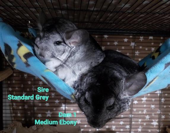 Image 7 of Chinchilla Kits, various for sale