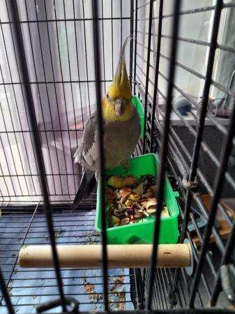 Image 1 of 9 month old cockatiel with cage and accessories.