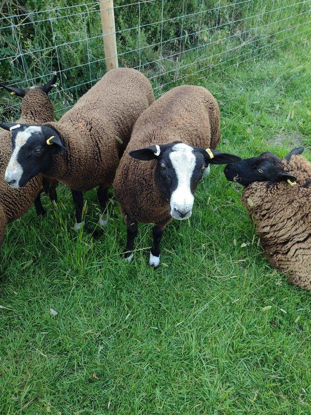 Preview of the first image of Pedigree Zwartbles ram lambs.