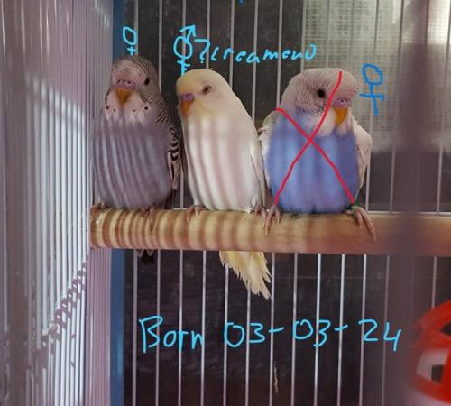 Image 12 of !!!For sale young budgies for rehoming!!!