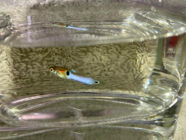 Image 8 of 20 x Mixture of Baby Hybrid Endlers/Guppies Fish