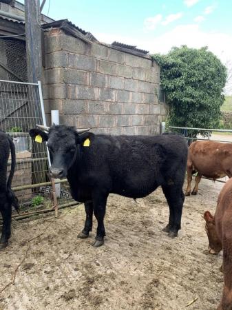 Image 2 of 11 Devon for sale heifer and steers