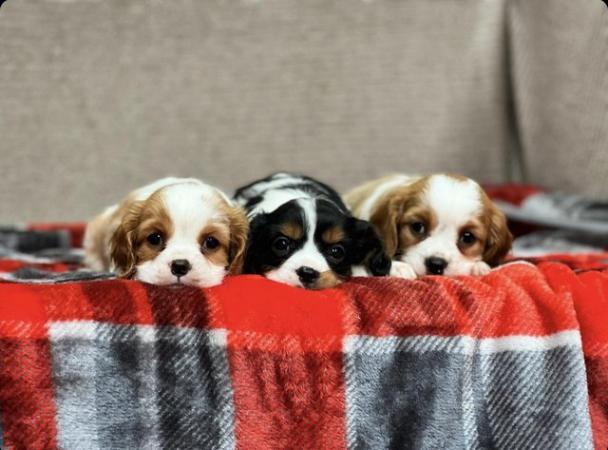 Image 16 of STUNNING CAVALIER KING CHARLES PUPPIES