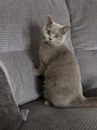 Image 4 of British shorthair cat available