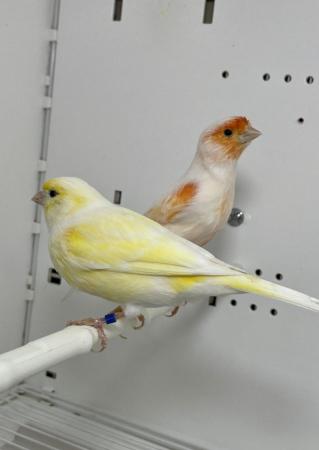 Image 2 of Beautiful Pair of Mosaic Canaries For Sale