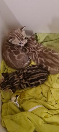 Image 5 of DISCOUNTED Bengal kittens ready for a loving new home