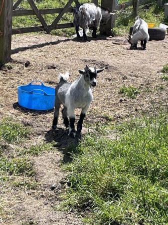 Image 1 of Pedigree 12 week old male Pygmy goats